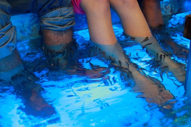 Vừa uống cà phê, vừa bị cá cắn ở Sài Gòn ảnh 5