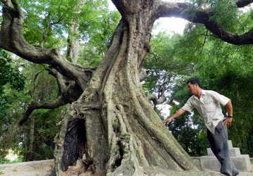 Cây me che chắn dân làng ảnh 2 Cây me che chắn dân làng ảnh 2