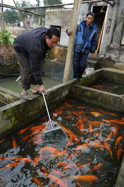 Cá chép đỏ trước giờ tiễn Táo quân ảnh 8