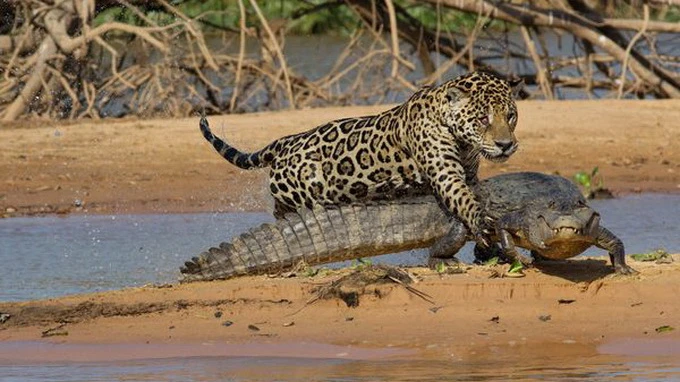 Loạt ảnh báo gấm săn cá sấu ảnh 4