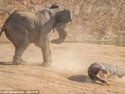 Hà mã đại chiến voi ảnh 3 Hà mã đại chiến voi ảnh 3