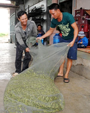 Săn châu chấu kiếm tiền triệu mỗi ngày ảnh 1