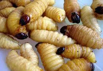 Rộ nghề nuôi sinh vật gây hại - Bài 1: Nuôi đuông ở xứ dừa ảnh 2