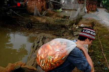 Cá chép đỏ trước giờ tiễn Táo quân ảnh 6