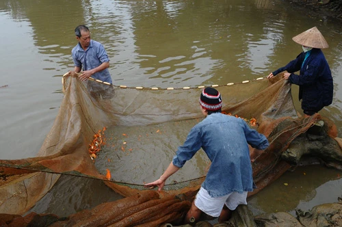 Cá chép đỏ trước giờ tiễn Táo quân ảnh 2