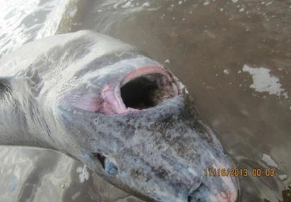 Giải cứu cá mập bị… nghẹt thở ảnh 1