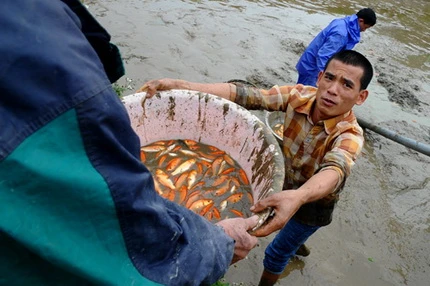 Cá chép đỏ trước giờ tiễn Táo quân ảnh 5