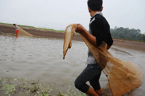 Cá chép đỏ trước giờ tiễn Táo quân ảnh 1