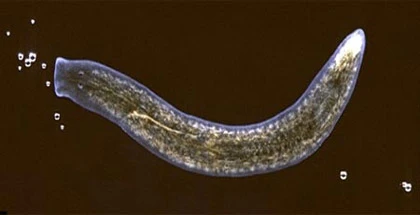 Những sinh vật nắm giữ chìa khóa "trường sinh bất lão" ảnh 2 Những sinh vật nắm giữ chìa khóa "trường sinh bất lão" ảnh 2