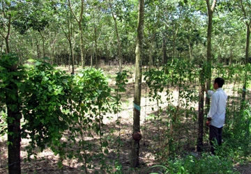 Một mảnh đất bán cho nhiều người - Bài cuối: Vì sao ít xử lý hình sự? ảnh 1 Một mảnh đất bán cho nhiều người - Bài cuối: Vì sao ít xử lý hình sự? ảnh 1