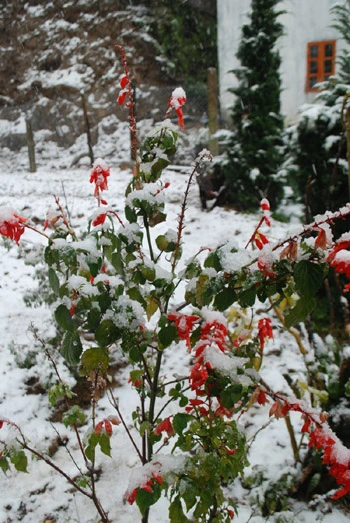 Hình ảnh tuyết rơi đẹp như tranh vẽ ở Sa Pa ảnh 5