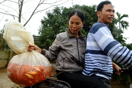 Cá chép đỏ trước giờ tiễn Táo quân ảnh 11