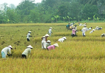 Làm sai quy hoạch: Chưa bị chế tài nghiêm ảnh 1