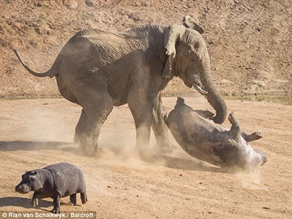 Hà mã đại chiến voi ảnh 1 Hà mã đại chiến voi ảnh 1