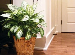 Cây kiểng giải độc: Thận trọng khi trồng ảnh 1