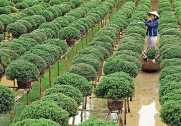 Họ đã chở mùa xuân đi ảnh 1