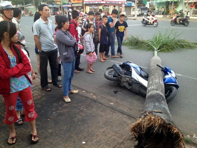 Cau bật gốc đổ ngang đường, đè bẹp xe máy ảnh 1