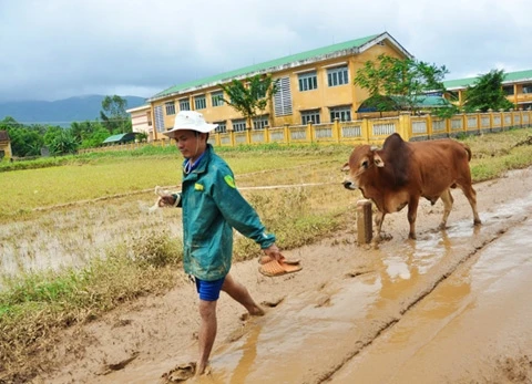 Người dân vùng lũ ăn bò chết thay cơm ảnh 7