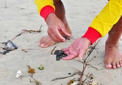 Dầu vón cục tấp vào bãi biển Đà Nẵng ảnh 1