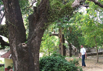 Cụm cây xoài Đá Trắng được công nhận Cây di sản Việt Nam ảnh 1