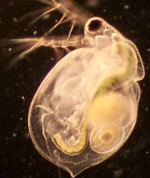 Nghề nuôi trứng nước ảnh 3 Nghề nuôi trứng nước ảnh 3