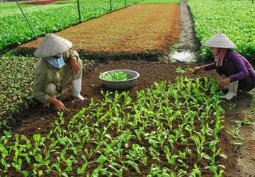 Tủi phận nông dân ảnh 1