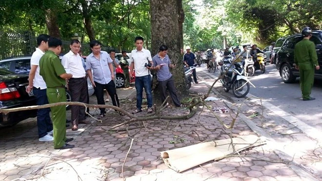 Một phụ nữ tử vong vì cành cây rơi trúng đầu ảnh 1