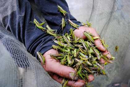 Săn châu chấu kiếm tiền triệu mỗi ngày ảnh 3