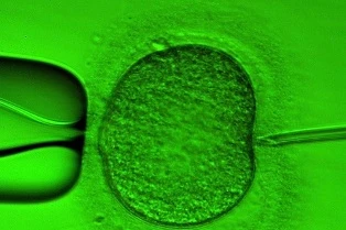 Tranh cãi việc lấy tinh trùng người quá cố để sinh con ảnh 1