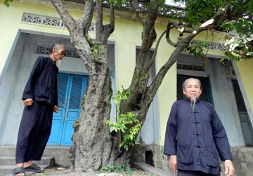 Cây khế của Ngài Đức Bổn Sư ảnh 2