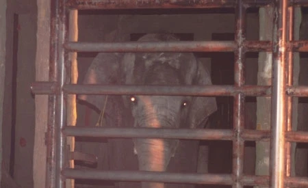 Voi trong Khu du lịch Đại Nam quật chết người ảnh 1