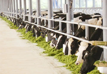 Vinamilk: Hai trang trại bò đạt chứng nhận ISO ảnh 1 Vinamilk: Hai trang trại bò đạt chứng nhận ISO ảnh 1