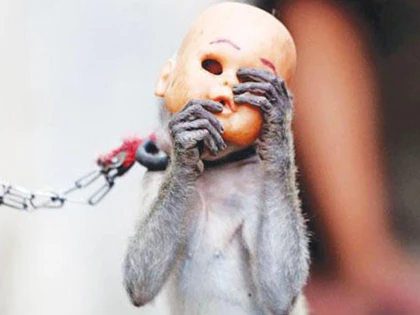 Indonesia truy quét khỉ đường phố ảnh 2