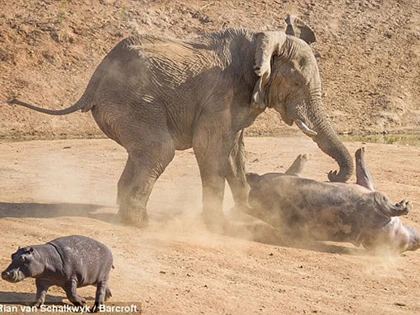 Hà mã đại chiến voi ảnh 2 Hà mã đại chiến voi ảnh 2