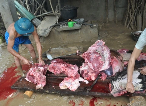 Người dân vùng lũ ăn bò chết thay cơm ảnh 5