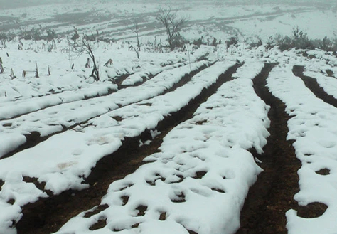 Lào Cai thiệt hại 35 tỷ đồng vì tuyết và sương muối ảnh 1