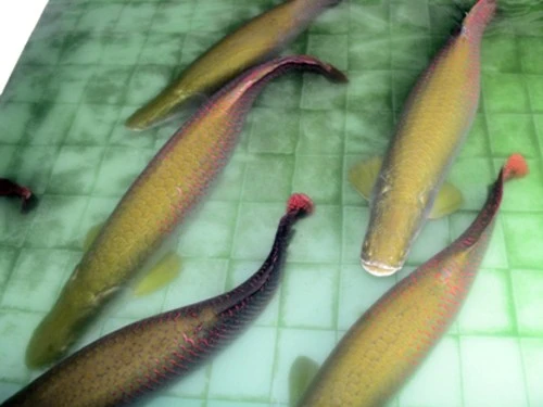 Cá cảnh giá hơn 1 tỷ ở miền Tây ảnh 1