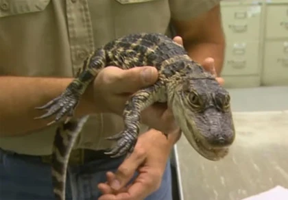 Cá sấu "đi lạc" ở sân bay ảnh 1