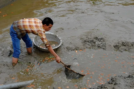 Cá chép đỏ trước giờ tiễn Táo quân ảnh 3