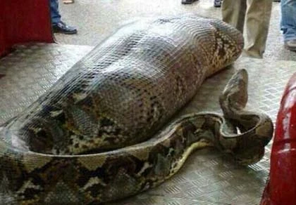 Say rượu, bị trăn nuốt chửng ảnh 1