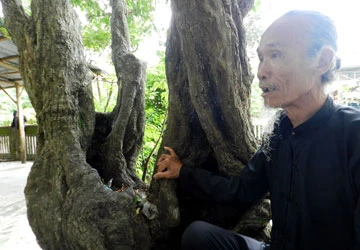 Cây khế của Ngài Đức Bổn Sư ảnh 1