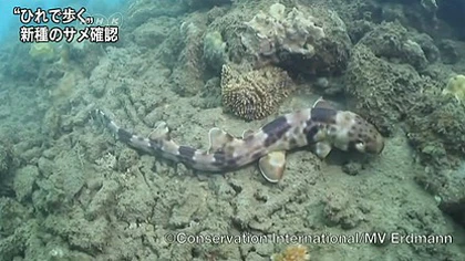 Phát hiện cá mập “biết đi” ở Indonesia ảnh 1