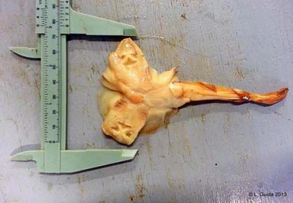 Cá đuối 2 đầu hiếm gặp ảnh 1