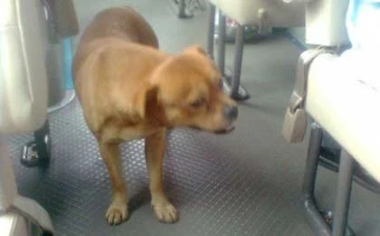 Chó trung thành tìm chủ trên xe buýt ảnh 1