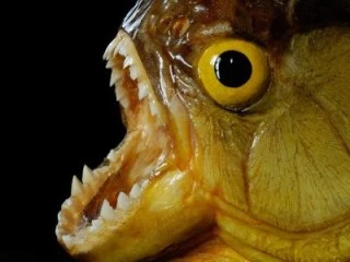 Cá piranha tấn công, 70 người nhập viện ảnh 1