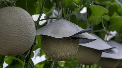 Quả dưa có giá bằng... xe hơi và chuyện ẩm thực ở Nhật ảnh 11