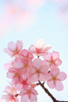 Tết là gì hả mẹ? ảnh 1