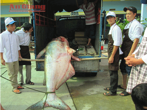 Bắt được cá tra dầu 247 kg ảnh 1