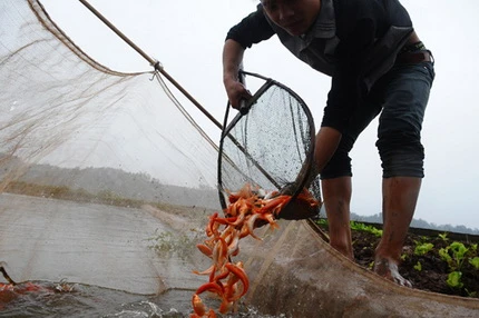 Cá chép đỏ trước giờ tiễn Táo quân ảnh 9