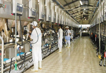 Vinamilk: Hai trang trại bò đạt chứng nhận ISO ảnh 2 Vinamilk: Hai trang trại bò đạt chứng nhận ISO ảnh 2